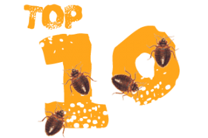 Top 10 Bed Bug Protection tools and tips