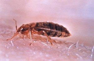 bed bugs pictures actual size
